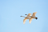 Trumpeter Swans, Washington