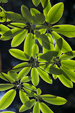 Leaf Pattern, Washington