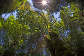 Forest Canopy, Vancouver Island, British Columbia, Canada