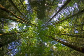 Tree Canopy, Olympic National Park, Washington