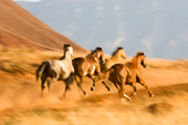 Horses Racing, Shell, Wyoming