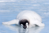 Emperor Penguin Chick, Antarctica