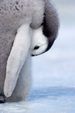 Emperor Penguin Chick, Antarctica