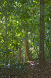 Jungle pathway, Corcovado, Costa Rica