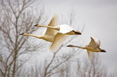 Trumpeter Swans, Mt. Vernon, Washington