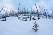 New Growth after Yellowstone Fire, Wyoming