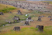 Tree stumps near Mt Rainnier, Washington