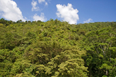 Rainforest Canopy, Costa Rica