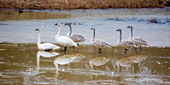  Trumpeter Swans, Washington