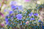 Azaleas, Washington