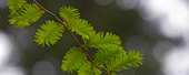 Dawn Redwood, Washington