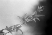 Tree Branch, British Columbia (infrared)