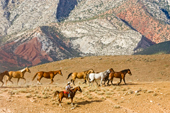 Horse Drive, Shell, Wyoming